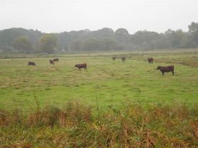 meadow