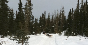 me dog mushing